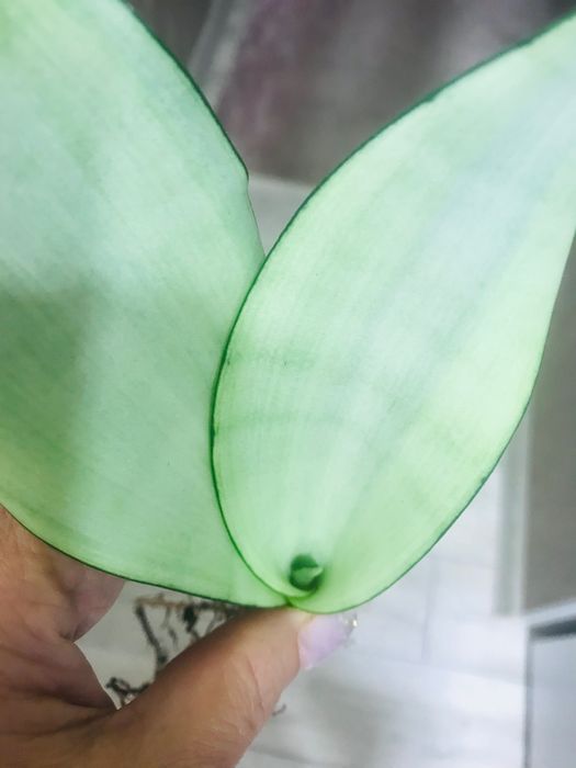 Сансевиерия Муншайн вариегатный