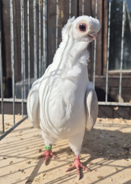 Mewka/ Mewki polskie