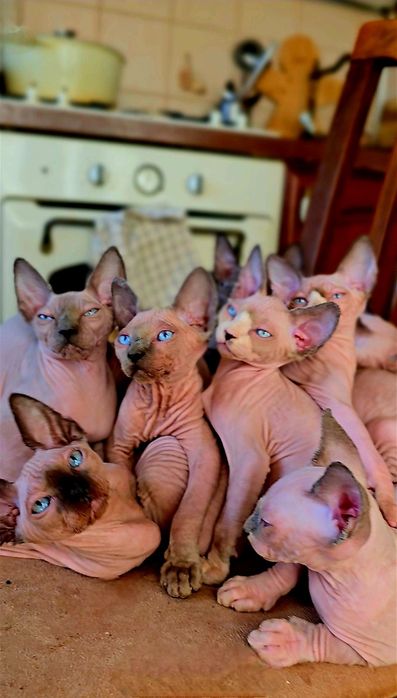 Koteczka sfinks przepiękne oczy .lot sphynx