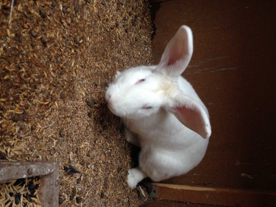 Кроликов породы  Белый Паннон
