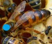 Matka Pszczela Buckfast Anatolica  czerwiąca
