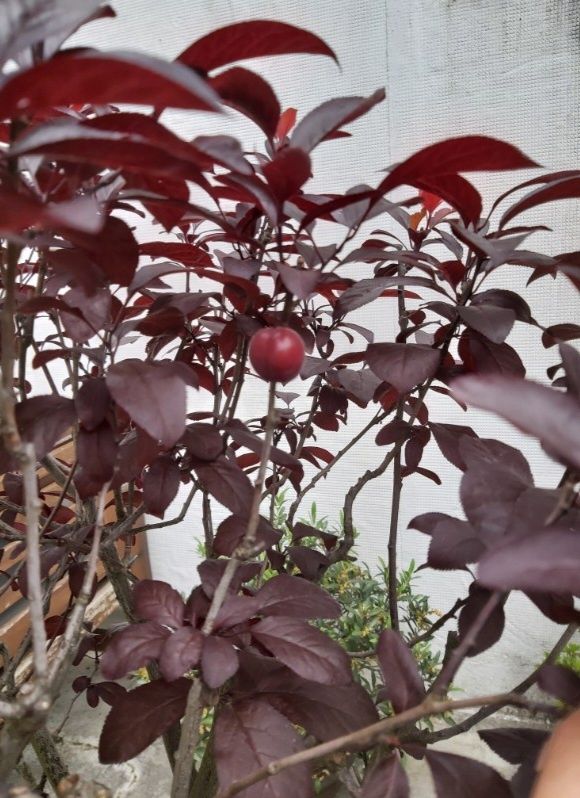 Bonsai Ameixoeira 18 anos