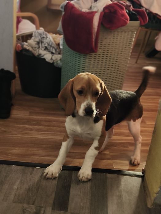 Filhote Beagle fêmea