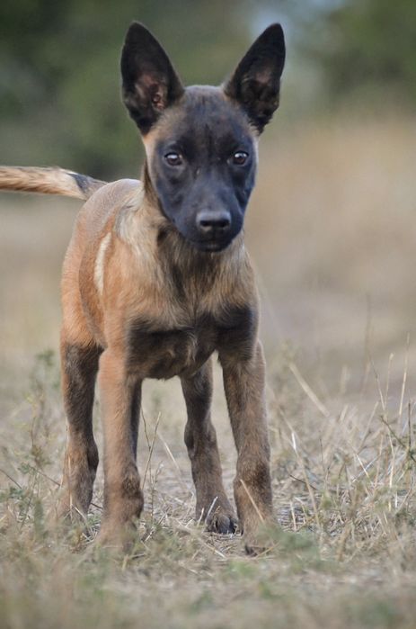 Малинуа, КСУ, мальчик