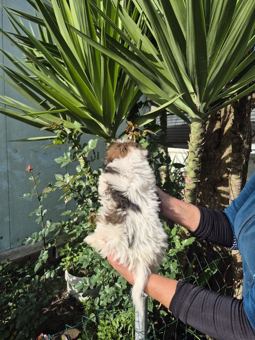 Shih-tzu maravilhoso