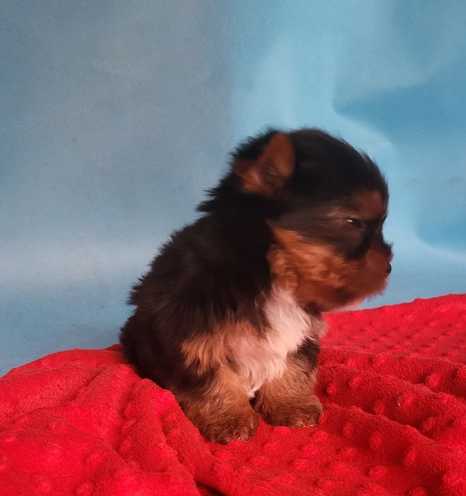 Yorkshire Terrier sunia