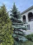 Велика ялинка, високі ялинки сині