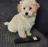 Urocza sunia Maltipoo