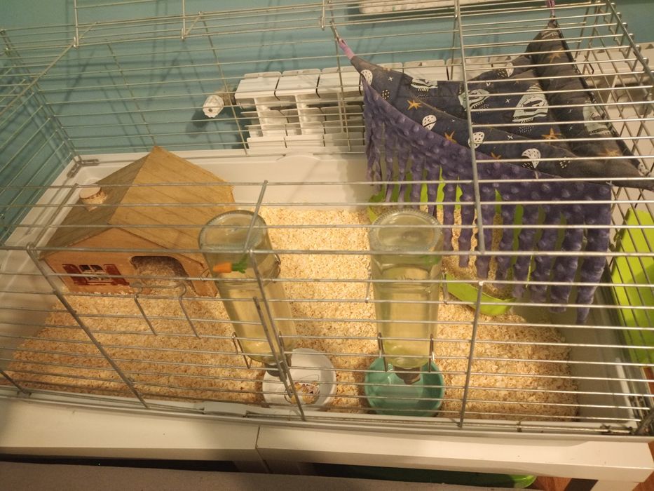 Klatka dla świnek morskich z wyposażeniem