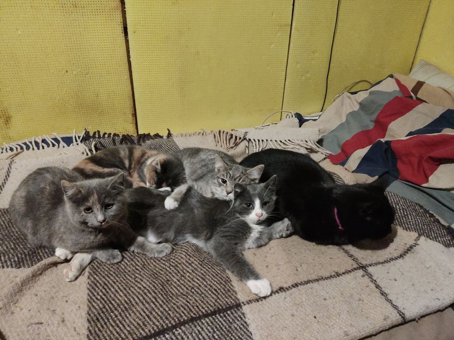 Кошенята в добрі рукі