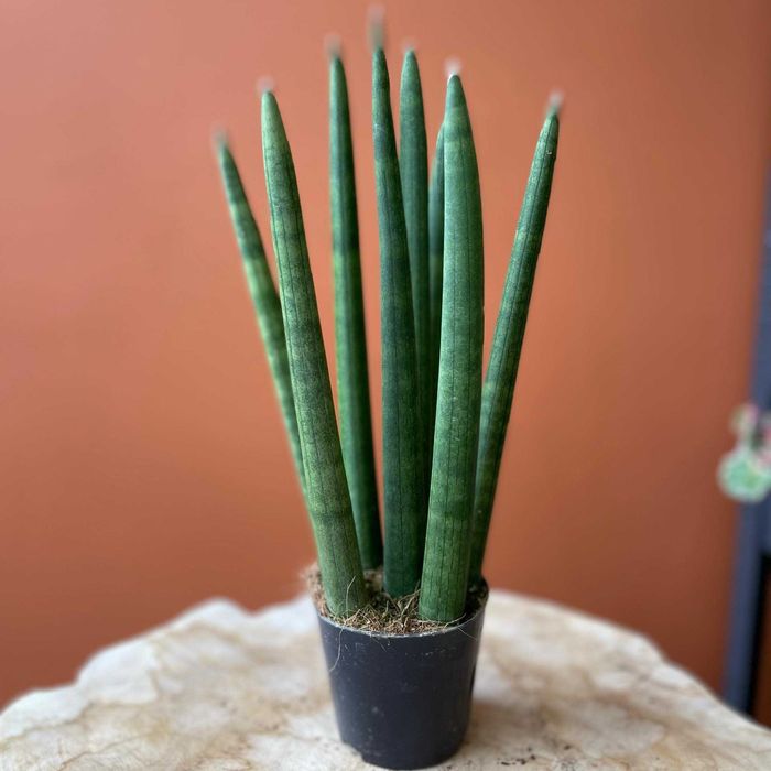 Sansewieria cylindryczna 27 cm – bez doniczki