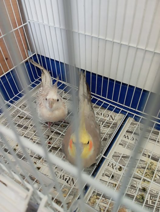 Casal de catturas com giola e ninho