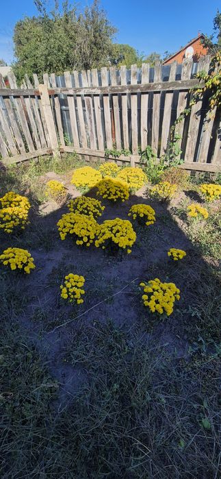 Хризантеми мультифлора