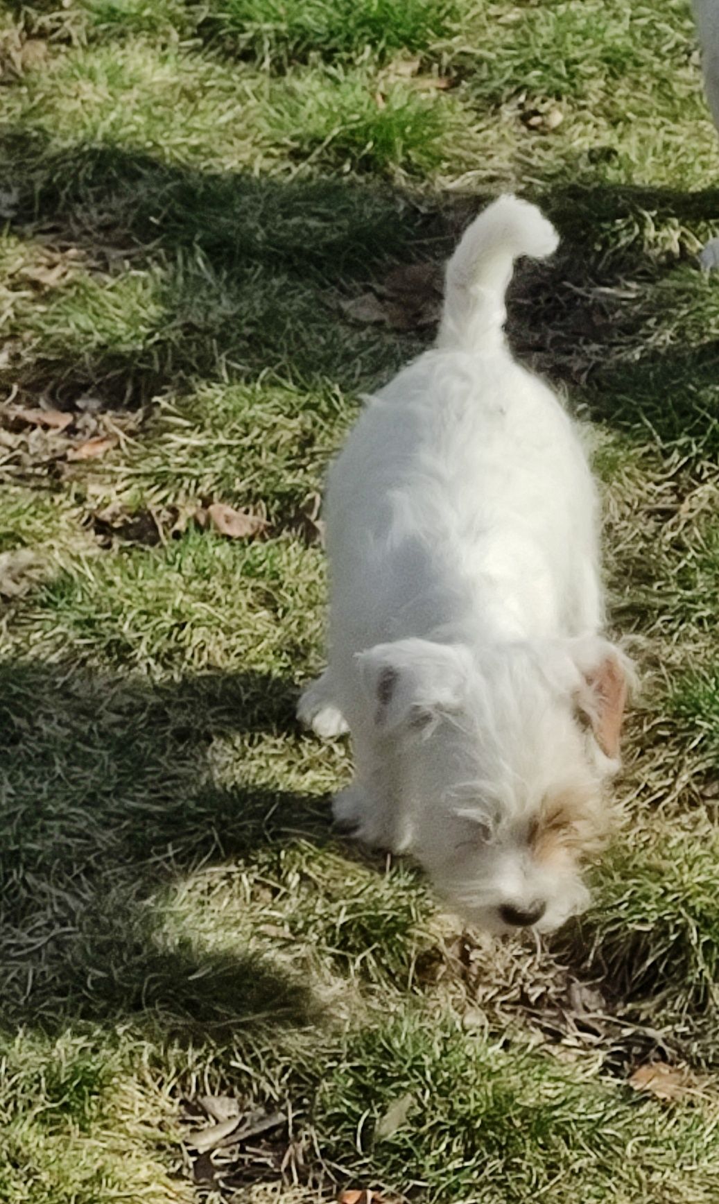 Jack Russell Terrier FCI - piesek szorstki