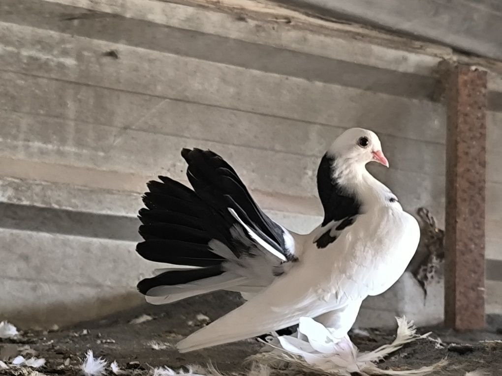 Pombos fantasia várias raças