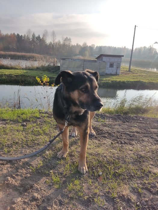 Dzielny Tabs szuka domu