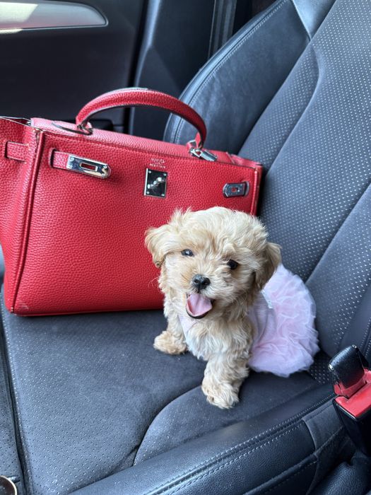 Карамельні шикарні мальтипу