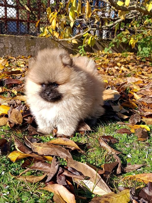 Szpic miniaturowy pomeranian piesek