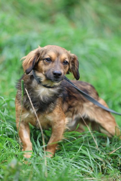 Roczny malutki samiec do adopcji