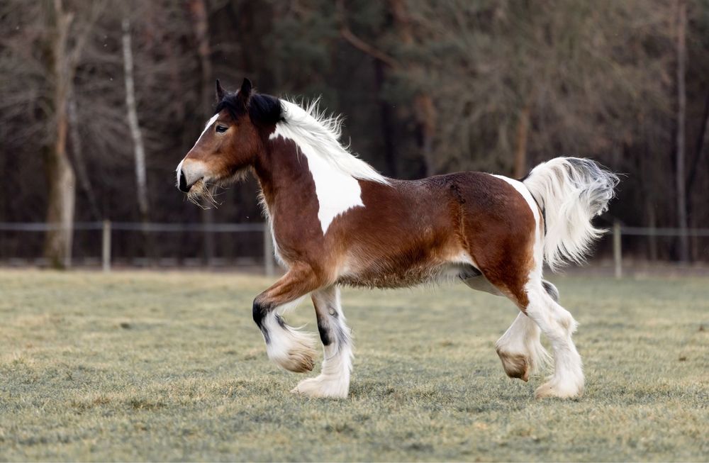 Tinker ogier ogierek irish gybsy cob wałach kuc nie fryz