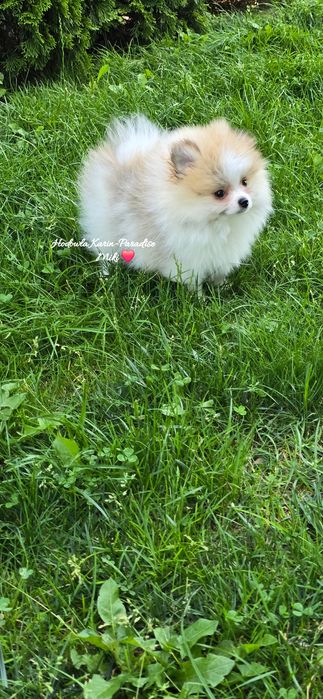 Szpic miniaturowy pomeranian piesek