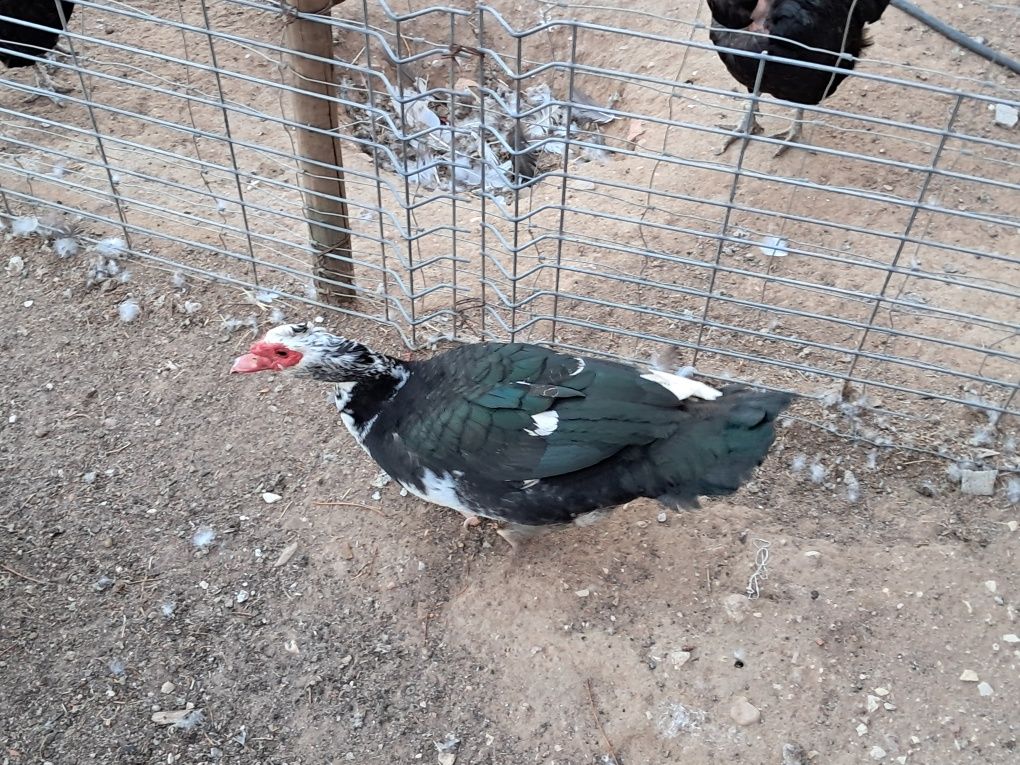 Vendo ovos pato mudo