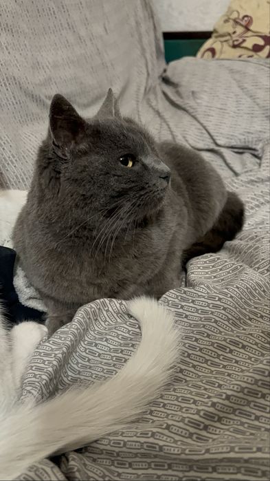 Кішечка в хороші руки