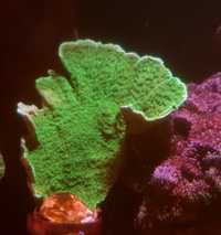 Montipora capricornis green. Koralowiec SPS . Akwarium morskie