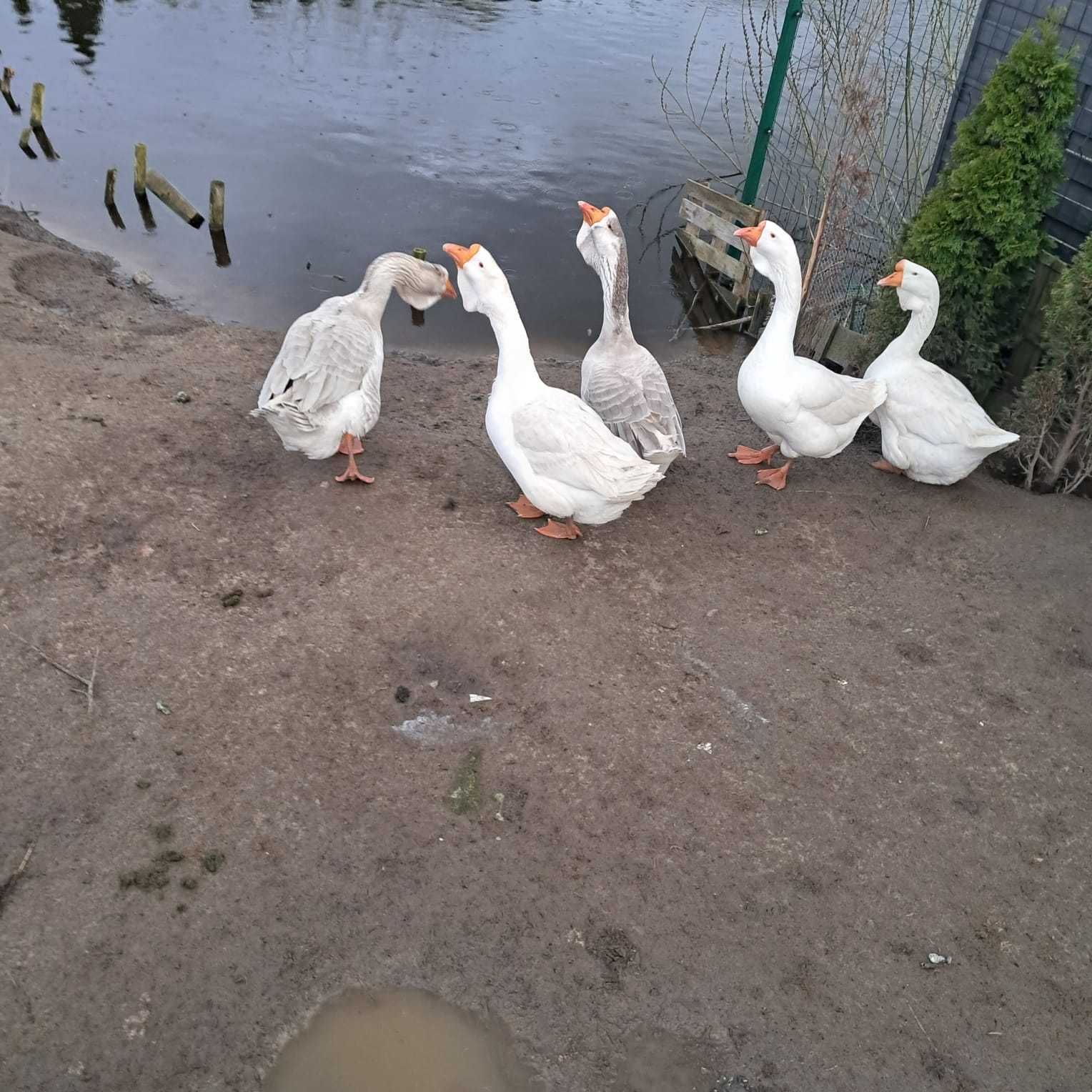 Jaja lęgowe i Gęsi Chołmogory (chodowla ekologiczna)