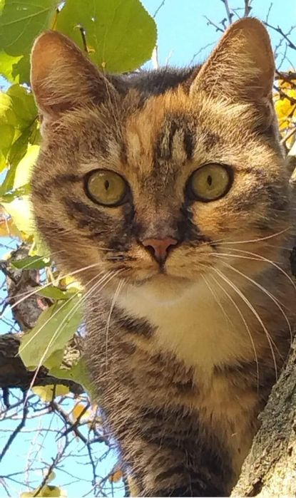 Кішечка шукає дім