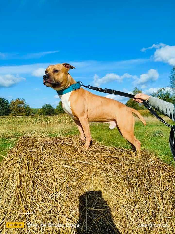 Kochający pitbull ROKI czeka na dom!