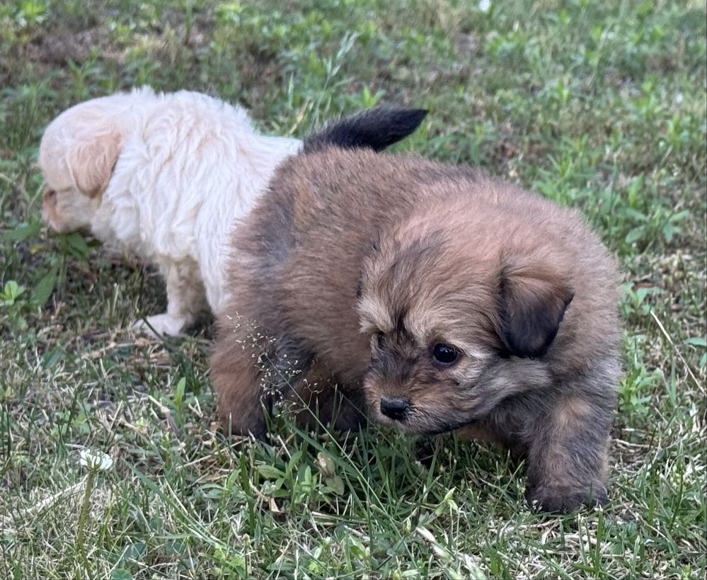 Pomapoo hybryda pudel miniaturowy pomeranian nie maltipoo