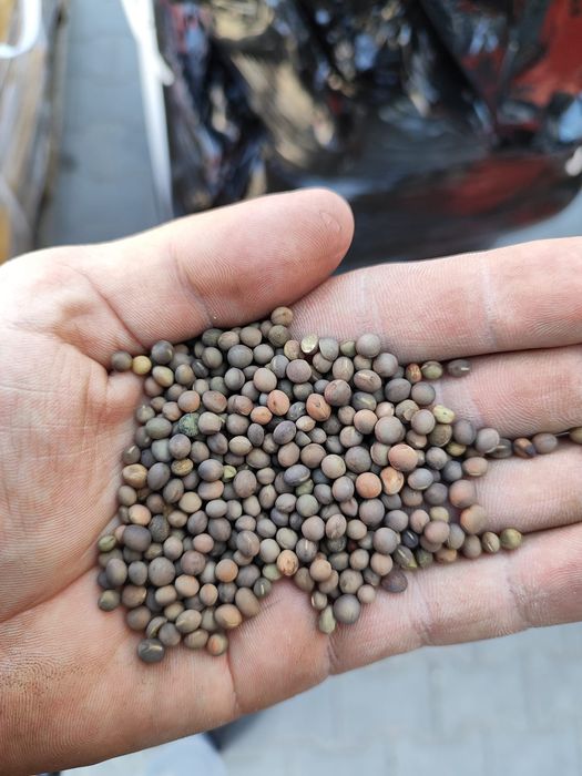 Wyka jara !!! Wyka jara