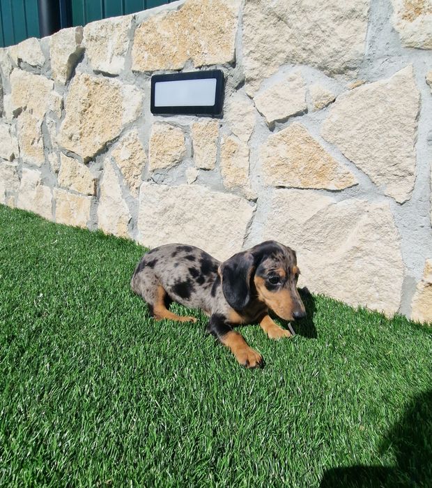 Teckel Black Merle Fêmea