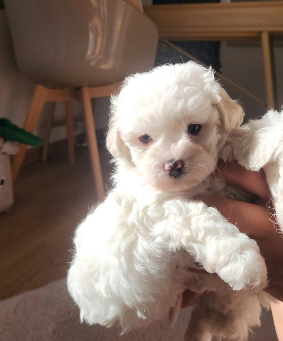 Bichon maltês disponível