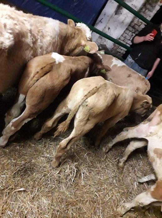 byki odpojone extra sztuki