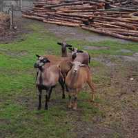 Baranki i owieczki kameruńskie