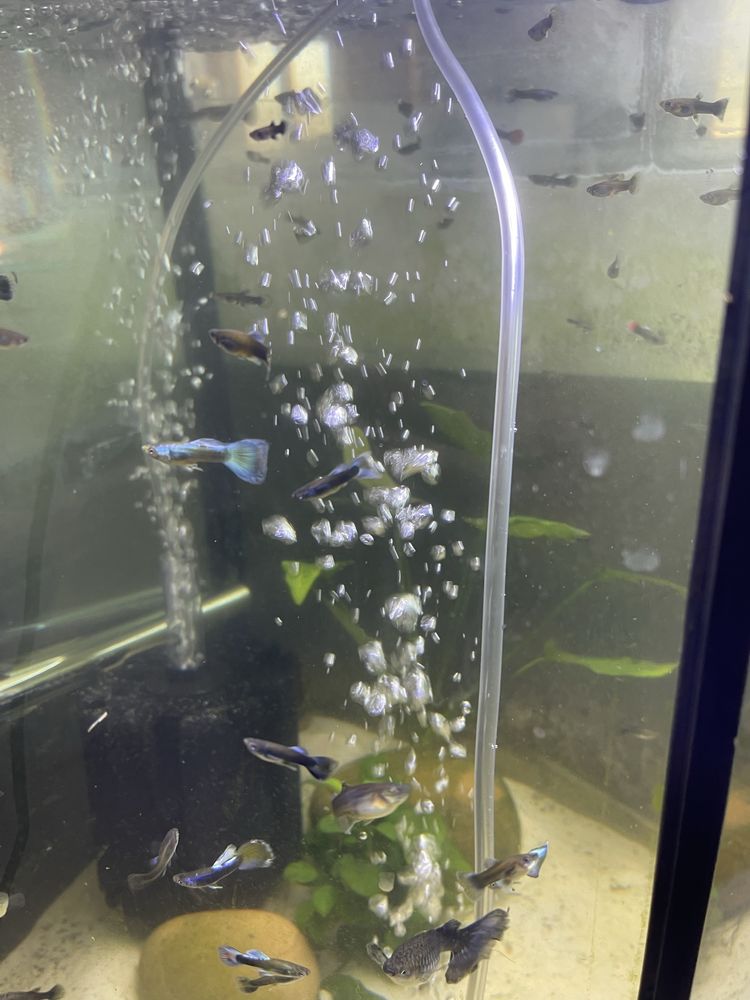 Guppy Blue Moscow (Casal)