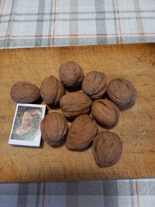 Продам волоський горіх 2025 року