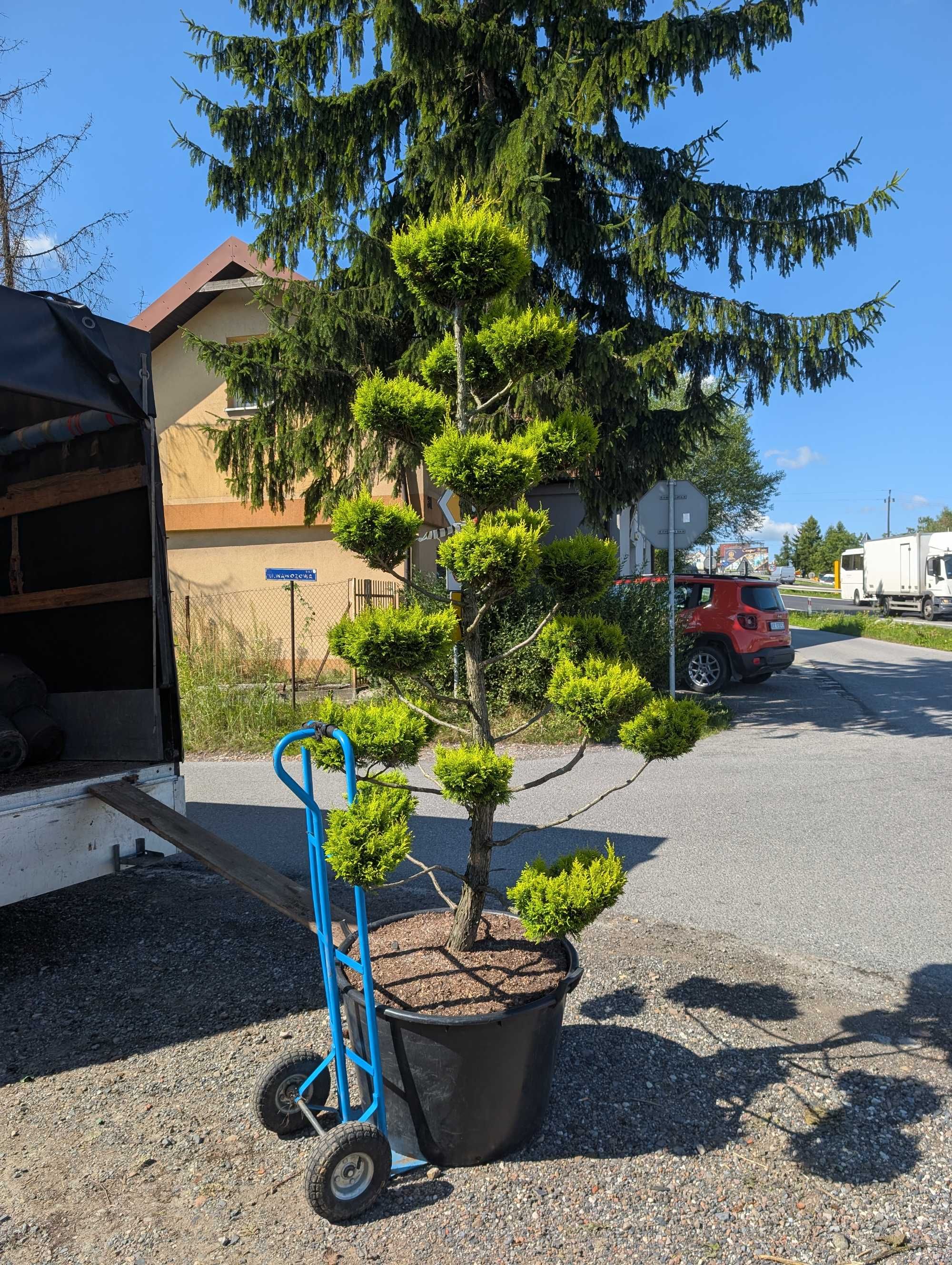 Bonsai -cyprysik 2, 5 m wysokości