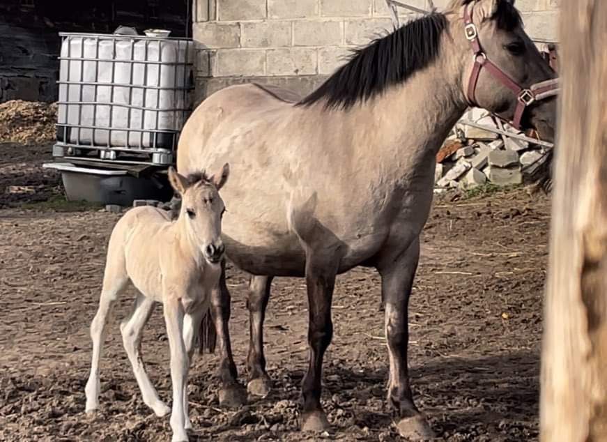 Konik Polski ze źrebakiem