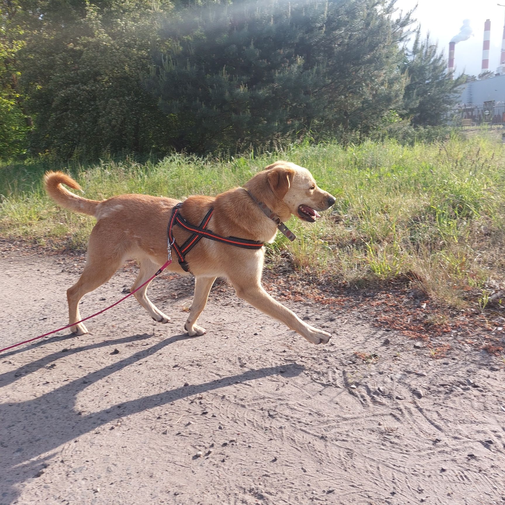 Mundek psiak w typie labradora szuka domu