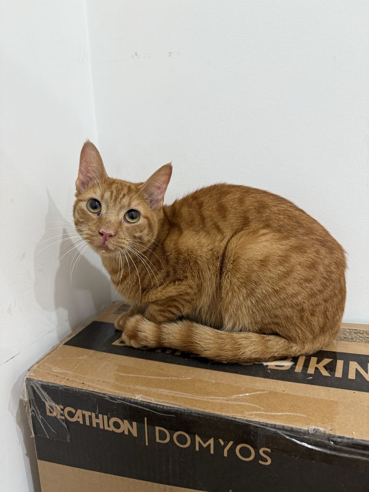 Gato jovem meigo para adoção