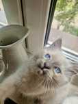 Kotek rasy Ragdoll