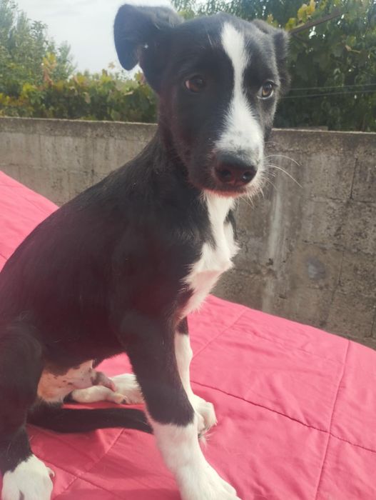 Pastor para adoção muito responsável