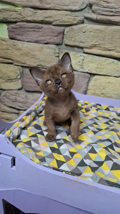 Котенок Девочка окрас соболь