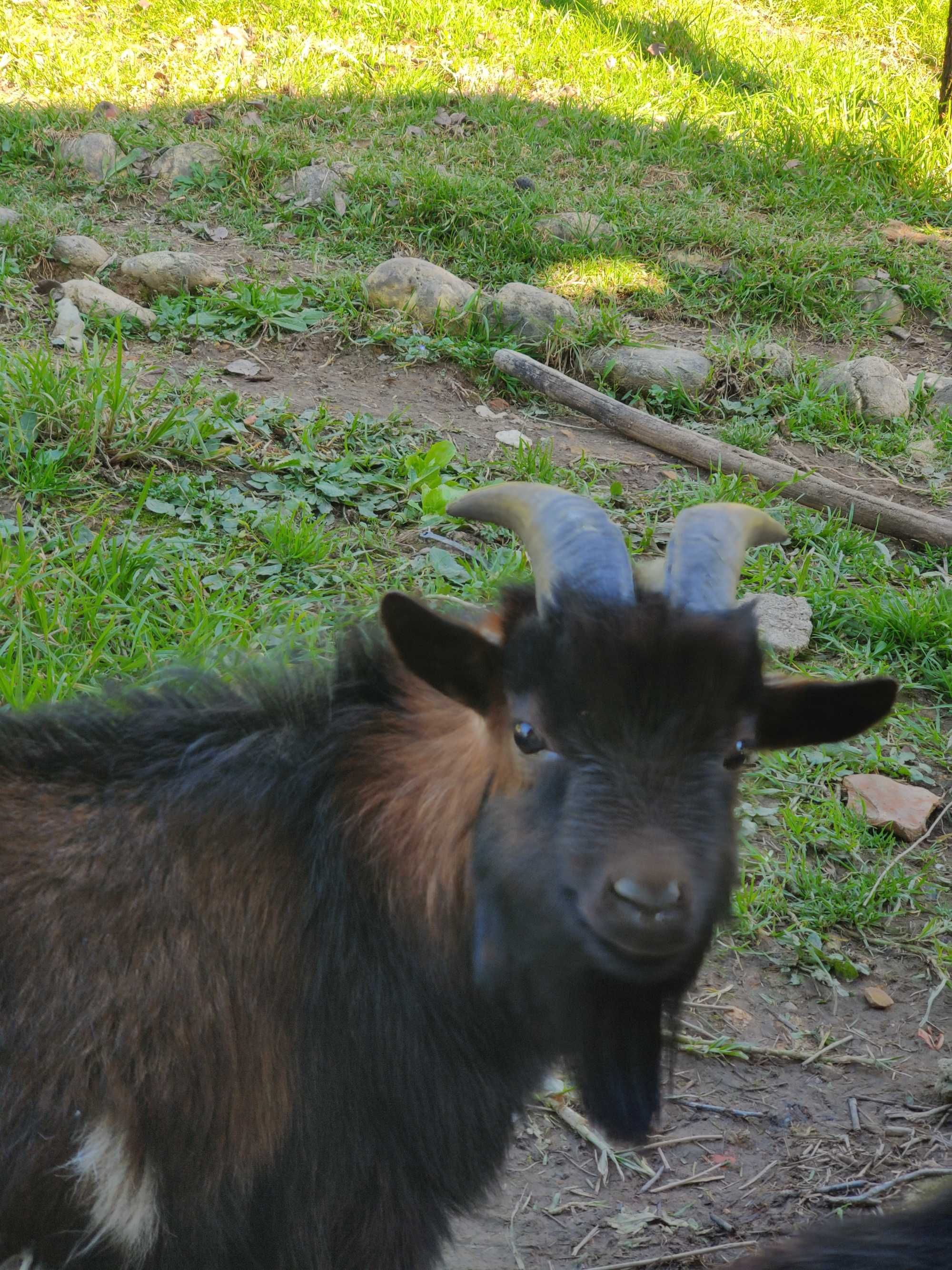 Cabrito anão adulto