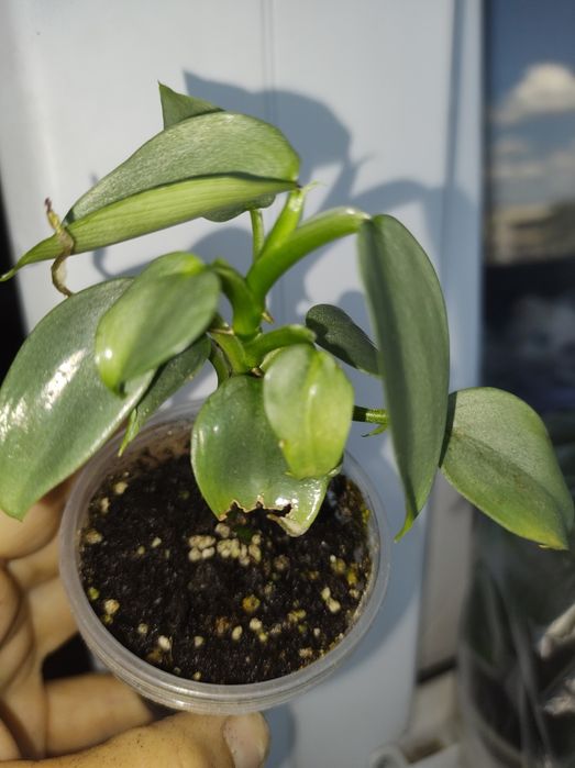 Філолендрон сільвер сворд вар