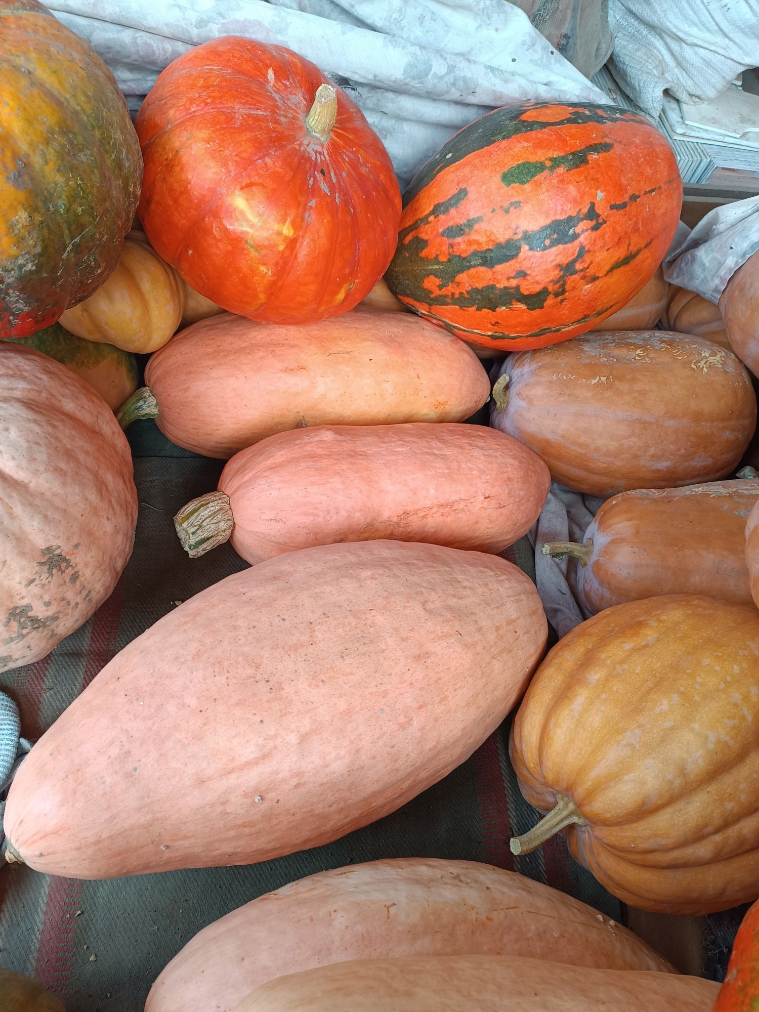 Продам кабаки, кашові кабаки
