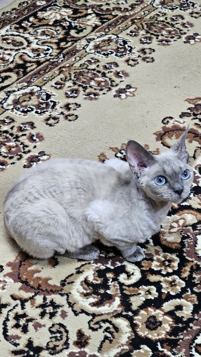 Кішка Девон Рекс в надійні руки